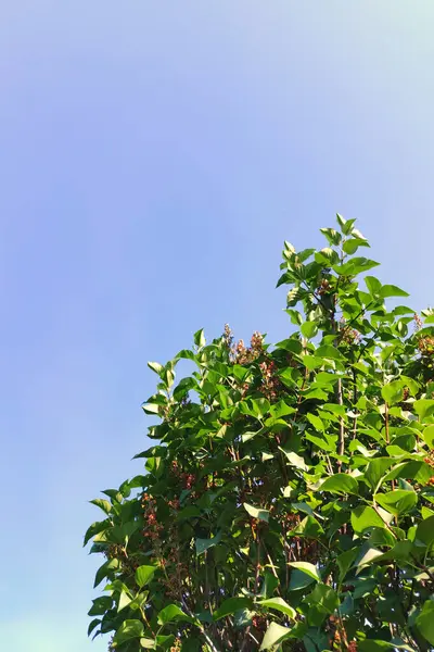 Arbusto Lilás Contra Céu Azul Com Folhas Verdes Verão Paz Fotos De Bancos De Imagens