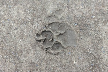 Büyük bir köpeğin ayak izi yerde taze bir iz bırakır. Şekil ve doku.