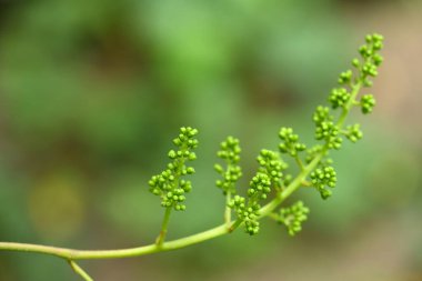 Yeni oluşmuş üzüm salkımları. Üzümün yeşil çiçekleri, üzümlerin ilk gelişimi..