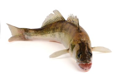 Zander Nehri Balığı. Turna balığı beyaz arkaplanda izole edilmiş.