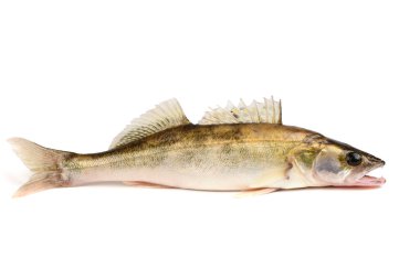 Zander Nehri Balığı. Turna balığı beyaz arkaplanda izole edilmiş.