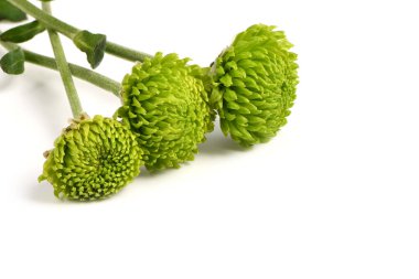 Beyaz arka planda güzel yeşil kasımpatı. Kasımpatı duvar kağıdı, sonbaharda kasımpatı..