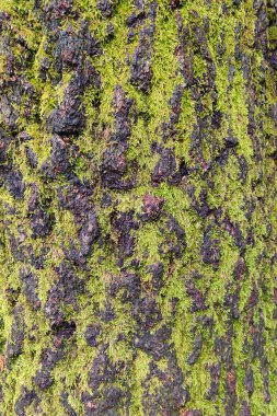 Ağaç kabuğu dokusu. Birch Bark, yakın plan. Ilıman iklimli ağaçlar.