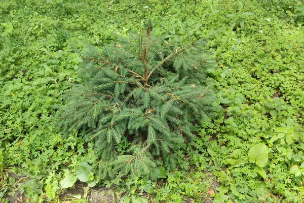 Orman açıklığında küçük bir çam ağacı. Ormanda çam fidanları yetişir..