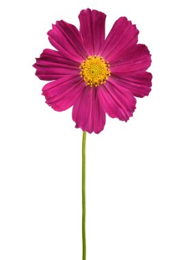 Beyaz arka planda izole edilmiş kozmos çiçekleri. İzole edilmiş pembe ve kırmızı kozmos çiçeği başı.