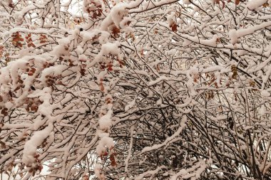 Winter graphically texture of snow covered bushes. First snow stuck on the branches of trees.  clipart