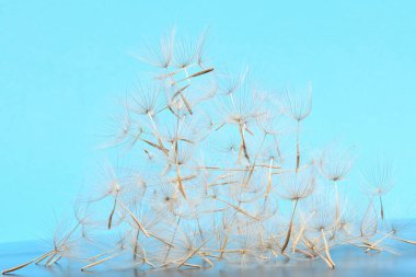 Tarlada yetişmiş büyük bir karahindiba gibi görünen batı salamurası ya da istiridye bitkisi. Mavi arkaplanda.