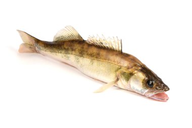 Zander Nehri Balığı. Turna balığı beyaz arkaplanda izole edilmiş.