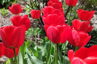 Kırmızı lalelerin arka planı. Çayırdaki güzel lale. Baharda güneş ışığında çiçek tomurcuğu. Çiçeklerle süslenmiş. Lale yakın plan. Kırmızı çiçek