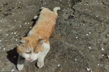 Kızıl kedi. Turuncu kürklü bir kedi. Bir evcil hayvan güneşten hoşlanır..