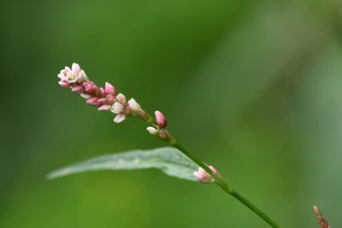 Persikaria campanulata çiçek detayı ve bulanık arka plan. Küçük pembe çiçeklerle açan ve yol kenarında sık sık bulunan bir bitki..