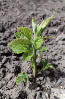 Böğürtlen filizleri topraktan çıkar. Bahar geldi. Yerdeki küçük yeşil böğürtlen çalısı, yan manzara.