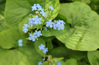 Unutma beni, Myosotis sylvatica, Myosotis scorpioides. Bahar çiçeği arka planı. Mavi küçük beni unutur, çiçekleri değil. Çiçek açan Myosotis kır çiçekleri ve mavi taç yaprakları bir yaz günü yakın çekim fotoğrafı.