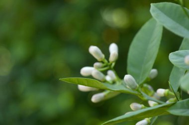 Ağacın üzerinde beyaz greyfurt çiçekleri açar. Ağacın üzerinde güzel beyaz greyfurt çiçekleri.