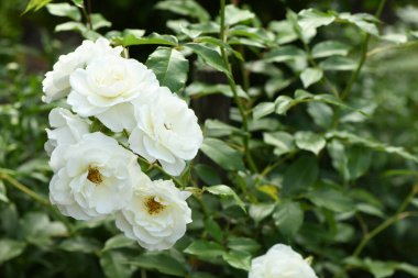 Yaz bahçesinde beyaz gül çiçeği. Beyaz güller sığ alan derinliğinde. Güneşin altında güzel bir gül. Beyaz bahçe, bir yaz bahçesindeki çalıların üzerinde yükseldi. Çiçek çalısı