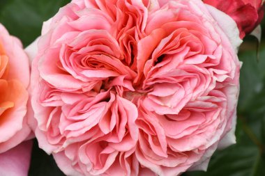 Arka planda güller olan pembe gül goncası. Genç bir gül filizleri. Taze gül filizleri. Bir gülün genç filizleri.