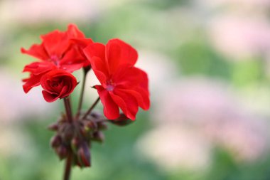 Kırmızı sardunya. Pelargonium Engizisyonları çiçek açan bitkiler. Bitki, koyu mor yaprakları ve parlak pembe çiçekleri olan uzun, çalıya benzeyen bir sardunyadır. Çiçekler tek bir kafada toplanmış..