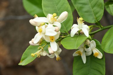 Ağacın üzerinde beyaz greyfurt çiçekleri açar. Ağacın üzerinde güzel beyaz greyfurt çiçekleri.