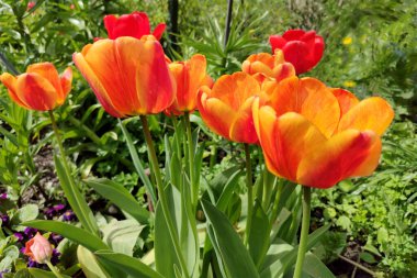 Kırmızı lalelerin arka planı. Çayırdaki güzel lale. Baharda güneş ışığında çiçek tomurcuğu. Çiçeklerle süslenmiş. Lale yakın plan. Kırmızı çiçek