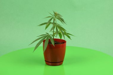 Kenevir fabrikası yan manzarayı kapatır. Tıbbi marihuana yaprakları.