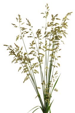 Soluk bir arkaplanda çayır çimi. Uzun ömürlü mısır gevreği tohumları olan bir çivi. En değerli çimen bitkisi. Yüksek çözünürlüklü. Tam alan derinliği.