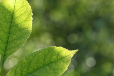 Kül yaprağı Dişbudak ağacının yeşil yaprakları. Yüksek çözünürlüklü. Seçici odaklanma. Sığ alan derinliği.