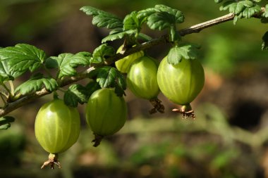 Bereketli yeşil bektaşi üzümleri, güneşli bir bahçe ortamındaki canlı yapraklarla çevrili küçük bir daldan sarkıyor. Yaz ortası ışığı taze görünüşlerini vurgular.