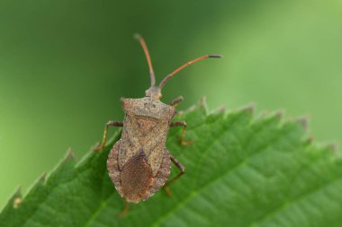 Erişkin kahverengi marmorated Halyomorpha halys pis kokulu böcek (Kusagikamemushi), temel olarak meyve ağaçlarını etkileyen tarım haşereleridir (Doğal ışık, yakın çekim makro fotoğrafçılık).)
