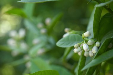 Ağacın üzerinde beyaz greyfurt çiçekleri açar. Ağacın üzerinde güzel beyaz greyfurt çiçekleri.