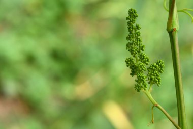 Sarmaşıkta üzümlerin genç cilvesi. Üzüm asması, yeşil yapraklar ve üzüm bağında tomurcuklanan tomurcuklar. Bahar filizleniyor. Seçici odak.