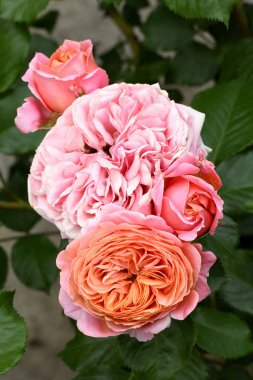 Arka planda güller olan pembe gül goncası. Genç bir gül filizleri. Taze gül filizleri. Bir gülün genç filizleri.