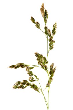 Soluk bir arkaplanda çayır çimi. Uzun ömürlü mısır gevreği tohumları olan bir çivi. En değerli çimen bitkisi. Yüksek çözünürlüklü. Tam alan derinliği.