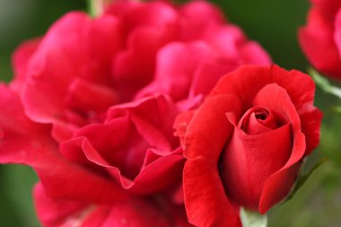 Canlı kırmızı gül, katmanlı yapraklarını sergiliyor ve yemyeşil yaprakların zeminine karşı zengin renkler sergiliyor. Yüksek çözünürlüklü. Seçici odaklanma. Sığ alan derinliği.