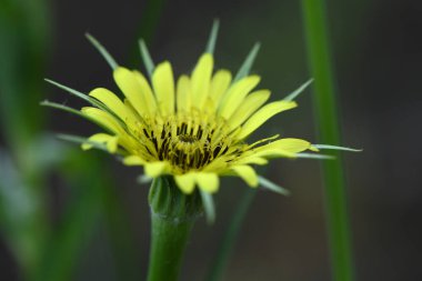 Keçi sakalı (Tragopogon dubius) - çayırın ortasında küçük sarı yıldızlar. Yüksek çözünürlüklü. Tam alan derinliği.
