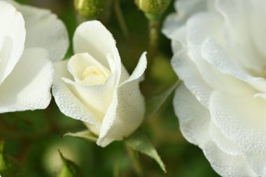 Yaz bahçesinde beyaz gül çiçeği. Beyaz güller sığ alan derinliğinde. Güneşin altında güzel bir gül. Beyaz bahçe, bir yaz bahçesindeki çalıların üzerinde yükseldi. Çiçek çalısı