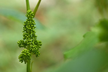 Sarmaşıkta üzümlerin genç cilvesi. Üzüm asması, yeşil yapraklar ve üzüm bağında tomurcuklanan tomurcuklar. Bahar filizleniyor. Seçici odak.