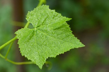 Sarmaşıkta genç üzüm yaprakları. Su damlaları olan bir üzüm yaprağı, yağmur veya sabah çiğ damlaları ile birlikte.