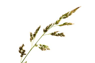 Soluk bir arkaplanda çayır çimi. Uzun ömürlü mısır gevreği tohumları olan bir çivi. En değerli çimen bitkisi. Yüksek çözünürlüklü. Tam alan derinliği.