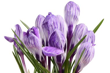 Bahar çiçekleri. Beyaz arka planda yaprakları olan bir buket güzel mor krokus çiçeği. Beyaz arka planda izole edilmiş timsahlar.
