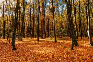 Güzel bir sonbahar parkı. Sonbaharda Orman.