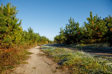 Çam ormanında yürüyüş yolu. İlk kar donması