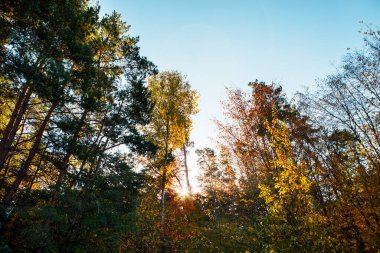 Güzel bir sonbahar parkı. Sonbaharda Orman.