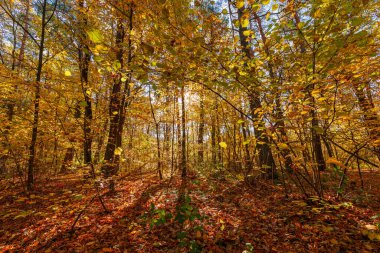 Güzel bir sonbahar parkı. Sonbaharda Orman.
