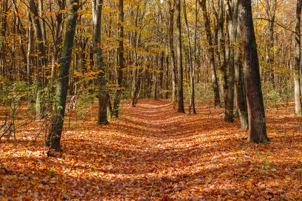 Όμορφο Φθινόπωρο Πάρκο Δάσος Φθινόπωρο — Φωτογραφία Αρχείου