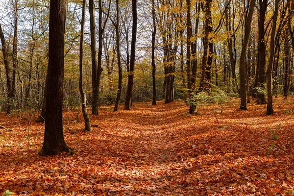 Piękny Jesienny Park Las Jesienią — Zdjęcie stockowe