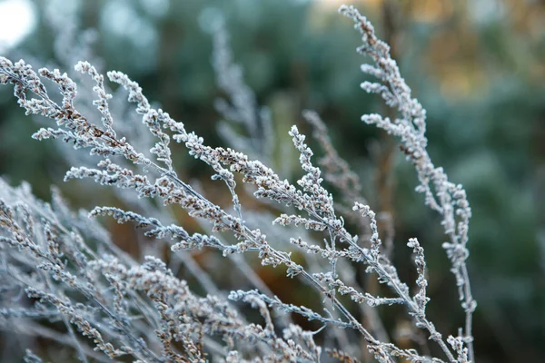 朝の霜のある緑の草 霜の中の草朝の霜 — ストック写真