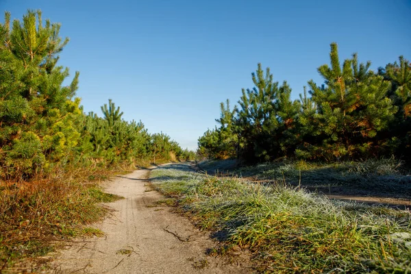Çam ormanında yürüyüş yolu. İlk kar donması