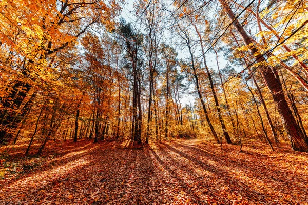 美しい秋の公園 秋の森 — ストック写真