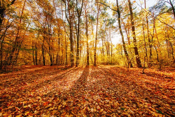 아름다운 가을의 — 스톡 사진