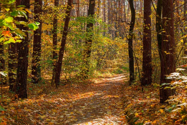 Güzel Bir Sonbahar Parkı Sonbaharda Orman — Stok fotoğraf